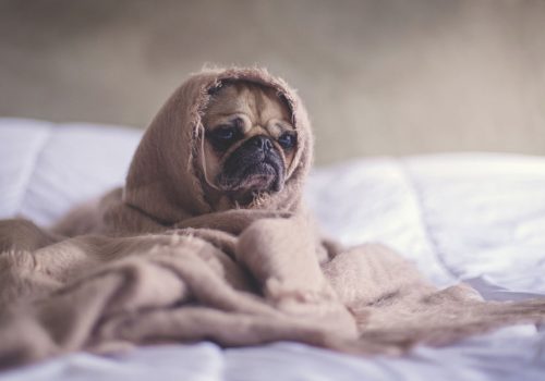 Banish Winter Burnout Pug Dog
